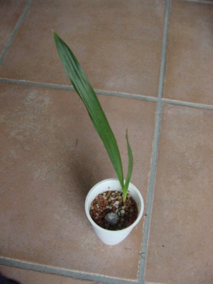 Trithrinax 0108.jpg
