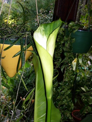 Zantedeschia green Goddess 005.jpg
