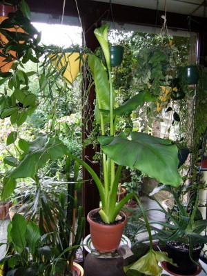 Zantedeschia green Goddess 008.jpg