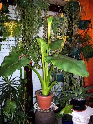 Zantedeschia 003.jpg