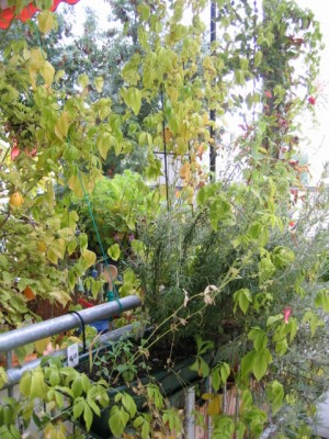 Herbstbalkon 003.jpg