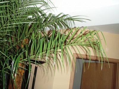 P1010566.JPG