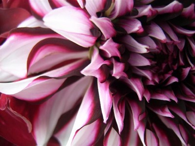 Pflanzen 331 (Medium).jpg