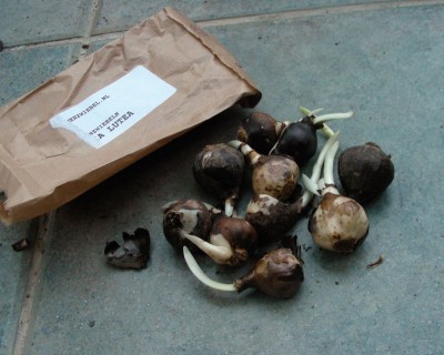 Sternbergia w.jpg