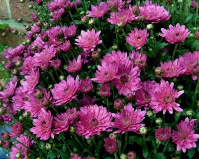 Herbstchrysanthemen w.jpg