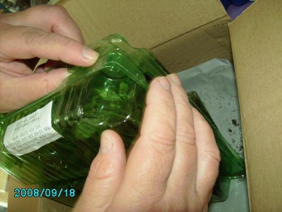Jiaogulan (1).JPG