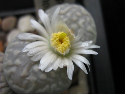 IMG_8842 Lithops marmorata.JPG