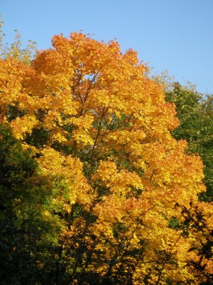 goldener herbst.jpg