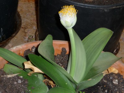 Zwiebelblume.jpeg