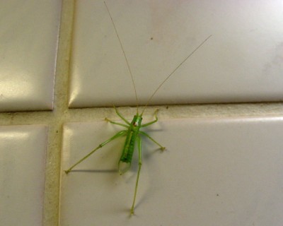 merkwürdiger Besuch in der Küche w.jpg