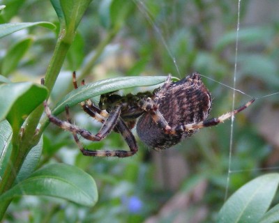 Spinne auf der Flucht w.jpg