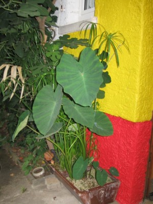 04.08.2008 004.jpg