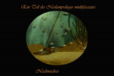 NMÜ.JPG