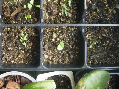 DSCI0007 - Kopie.JPG