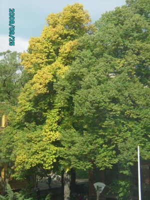 PICT0299.JPG