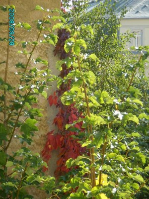PICT0297.JPG