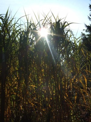 DSCF2196.JPG