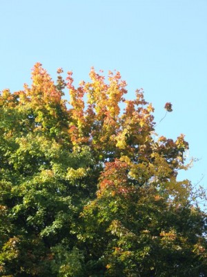 DSCF2194.JPG