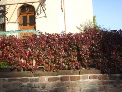 DSCF2187.JPG