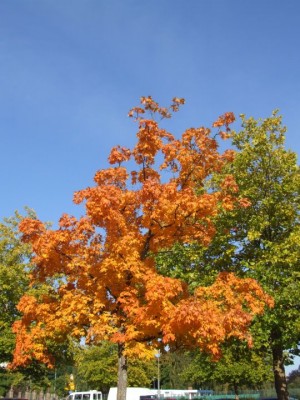 DSCF2179.JPG
