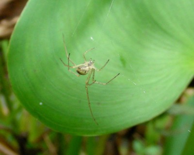 5. Spinne w.jpg