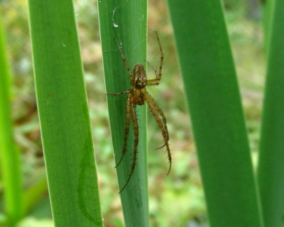 2. Spinne w.jpg