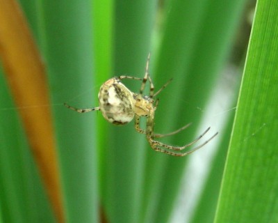 1. Spinne w.jpg
