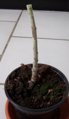 echium webii abgeschnitten.jpg