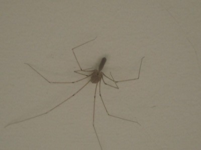 Spinne.JPG