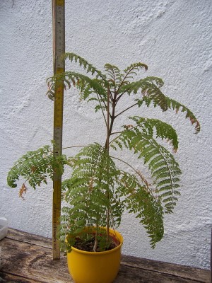 100_5099a.jpg