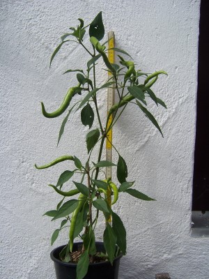 100_5103a.jpg