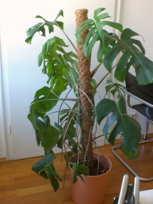 Monstera_01.jpg