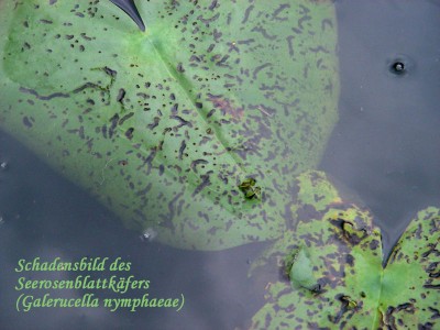 Seerosenblattkäfer (Galerucella nymphaeae) w.jpg