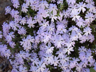 Schieferblauer Teppichphlox - Phlox subulata 'Emerald Cushion Blue'.JPG