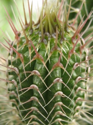 IMG_8928 Tavaresia barkleyi.JPG