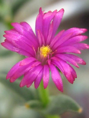 IMG_8891 Trichodiadema rogersiae.JPG