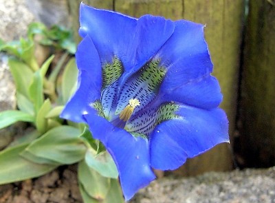 Enzian 14.04.07..JPG