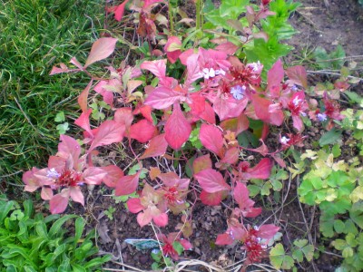 DSCN16090001.JPG