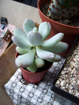 100_4226.jpg