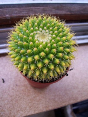 100_4225.jpg