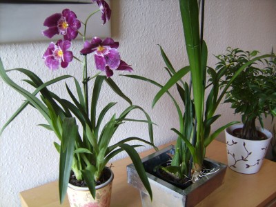 phal3.jpg
