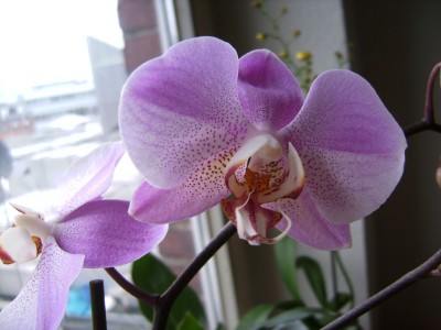 phal2.jpg