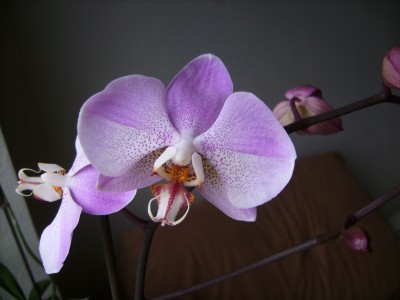 phal1.jpg