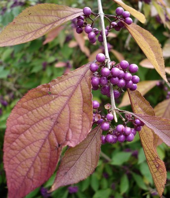30.09.2008 calicarpa.jpg