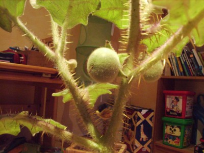 Jurassica Frucht 2.JPG