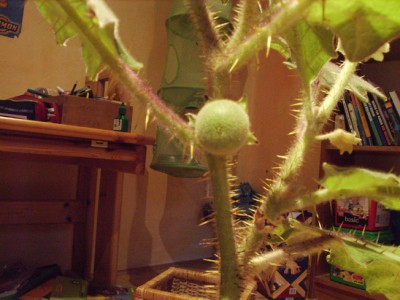 Jurassica Frucht1.JPG