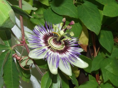 DSCF0921.JPG