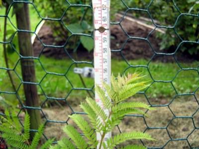 Jac_26_09_2008.JPG