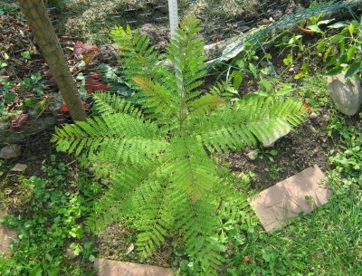 26_09_2008.JPG