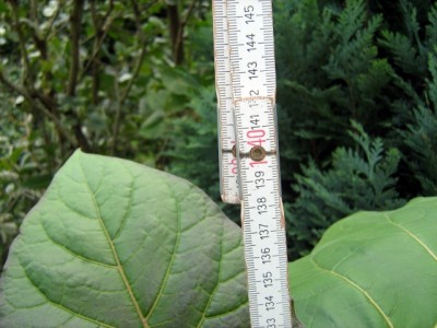 BT_26_09_2008.JPG